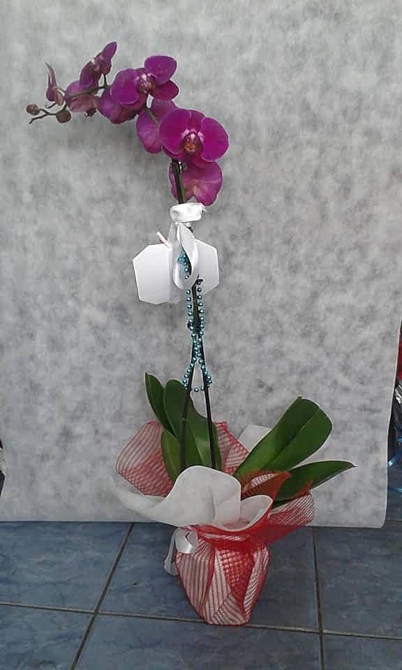 Tek Dal Kuğu Mor Orkide