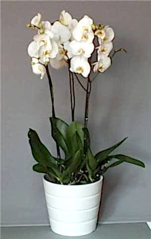 3 Dallı Beyaz Orkide