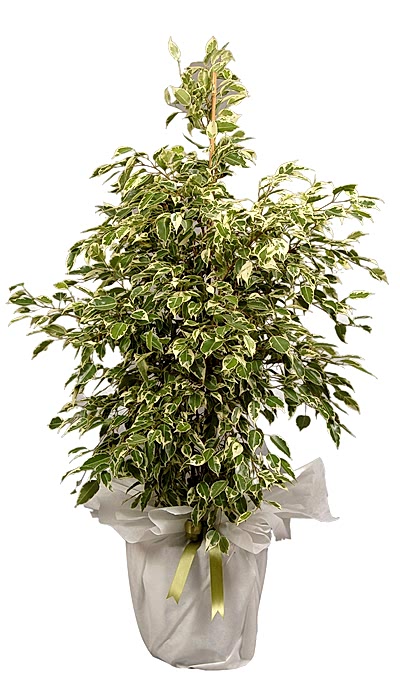 BENJAMİN FİKUS SAKSI