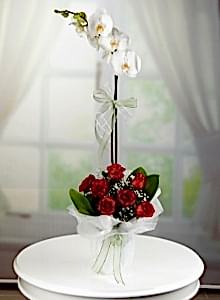 Kampanyanlı Tekli Beyaz Orkide Ve 5 Gülün Şıklığı