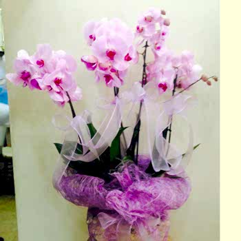 4 Dallı Mor Orkide