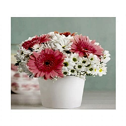 Seramik Vazoda Papatya ve celbera