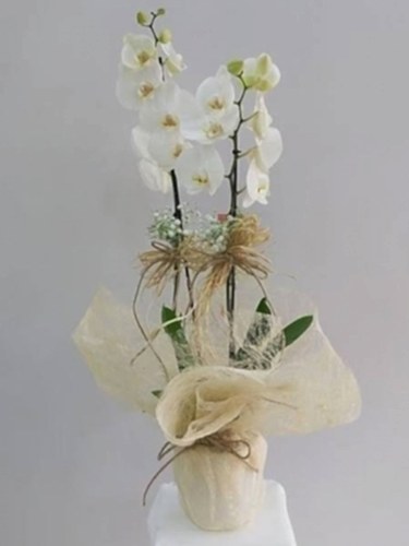  Asaletli 2 Dallı Beyaz Orkide