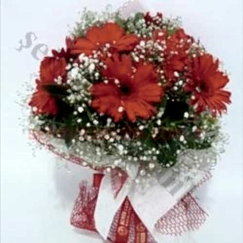 Kırmızı Celbera Aşkı