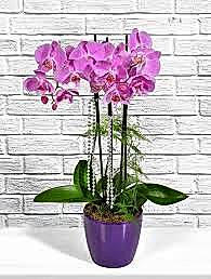 3 Dallı Mor Orkide