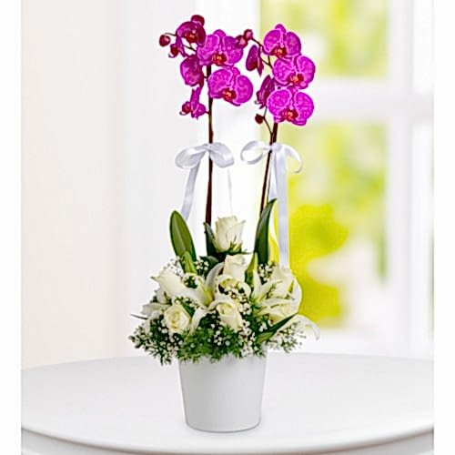 2 Dallı Mor Orkide Arajmanlı