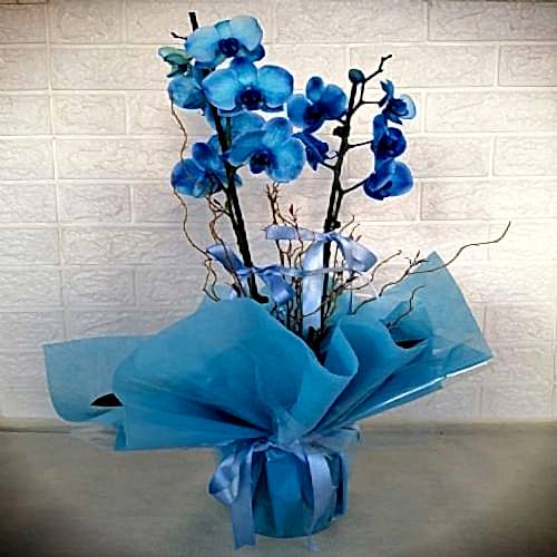 Özel  2 Dallı Mavi Orkide
