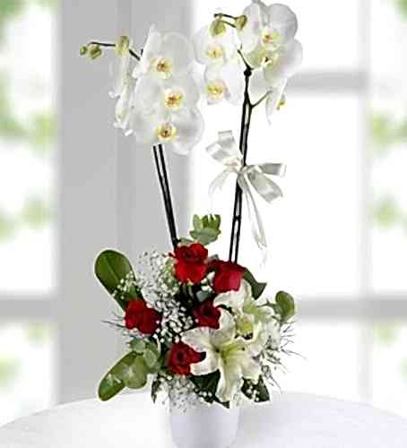 2li Beyaz Orkide Arajmanı