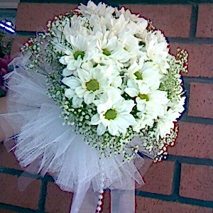 Beyaz Çıtır Papatya