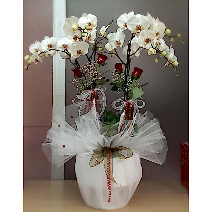 4 DALLI SÜPER ORKİDE