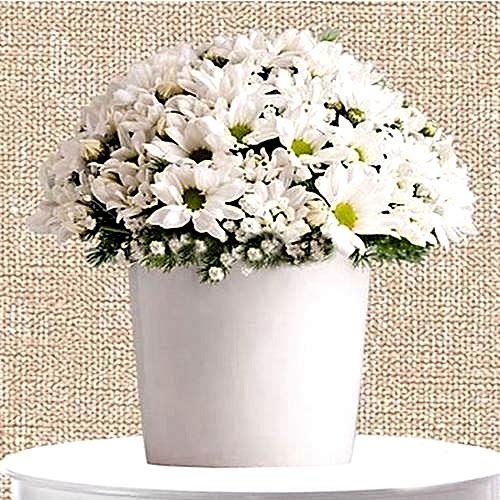 Seramik Vazoda Papatya