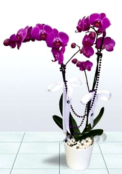 Çiftli Mor Orkide